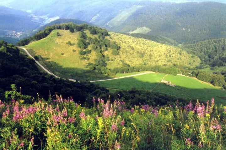Gite Chez Vero Breitenbach-Haut-Rhin Zewnętrze zdjęcie