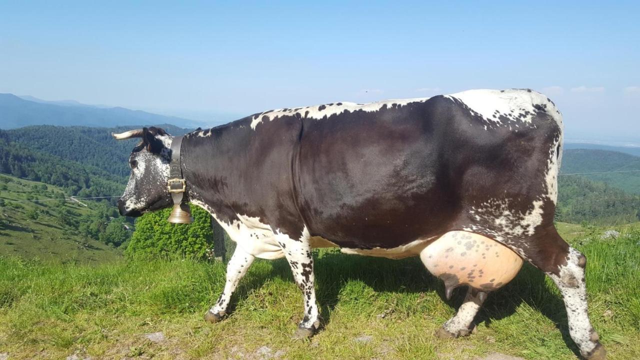 Gite Chez Vero Breitenbach-Haut-Rhin Zewnętrze zdjęcie